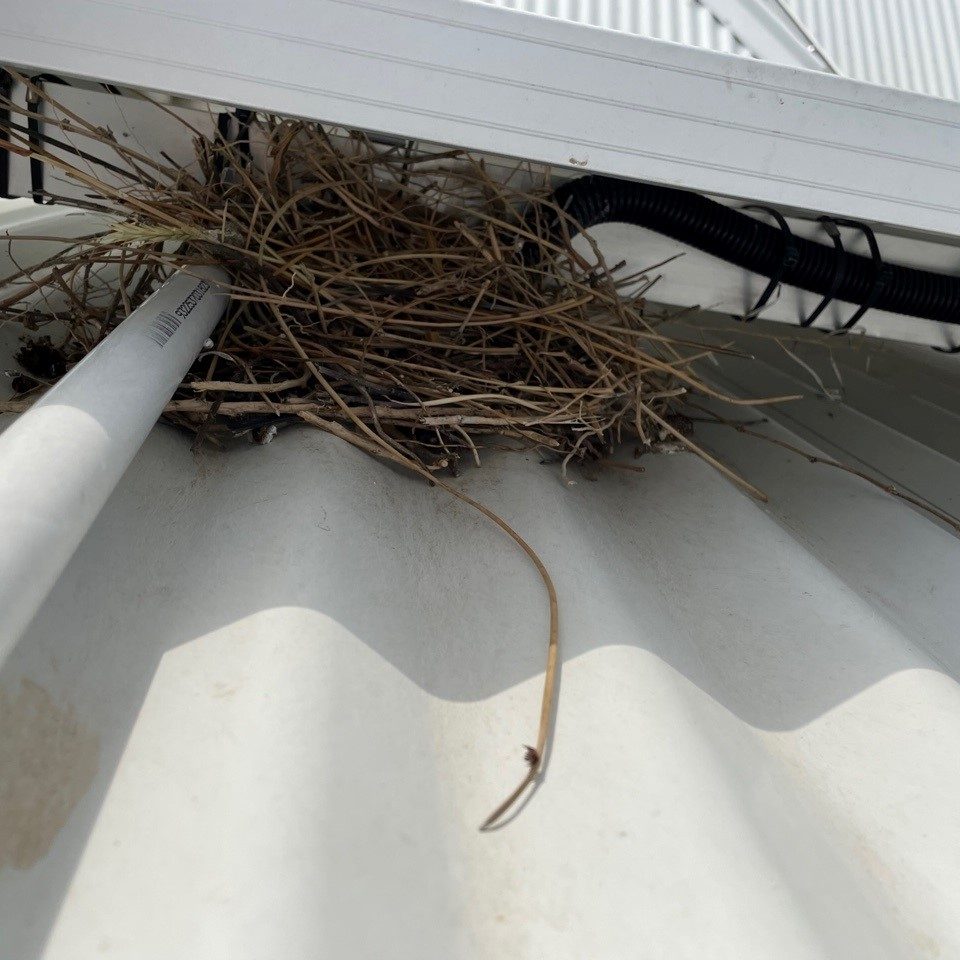 Pigeon nest under solar panels